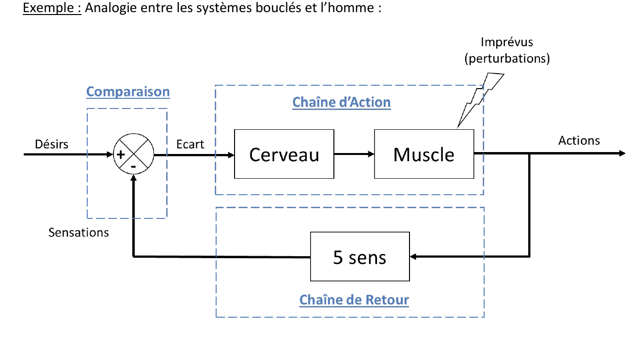 Analogie entre les systèmes bouclés et l'homme